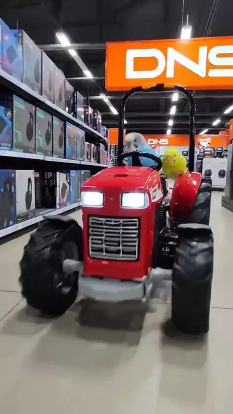 AI Video from prompt: These parrots are riding a tractor in DNS. They 