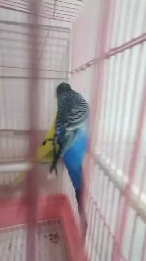 AI Video from prompt: These 2 parrots steal a mannequin from a store.