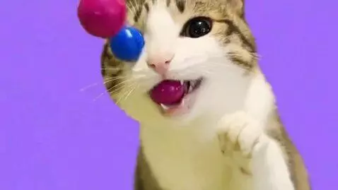 AI Video from prompt: Meowl Eats Sour Candies
