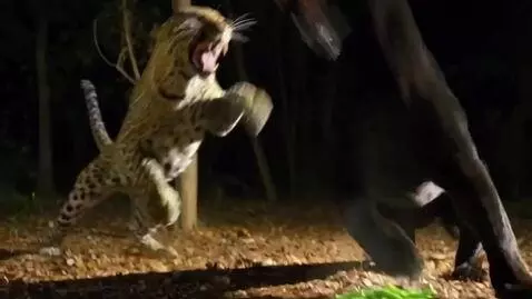 AI Video from prompt: generate an tv spot from this picture two leopar