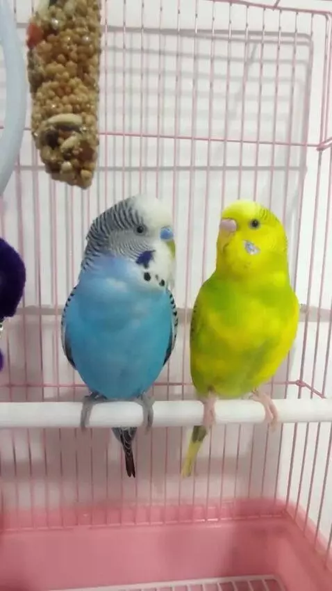 AI Video from prompt: These two parrots wish their subscribers a happy