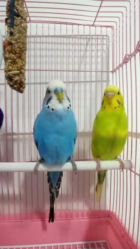AI Video from prompt: These two parrots congratulate their subscribers