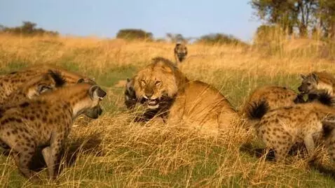 AI Video from prompt: Leopard protect on lioness from hyena leopard fi