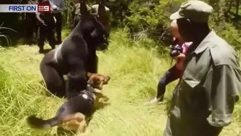 AI Video from prompt: Dog protect on humans for gorilla dog barks at g