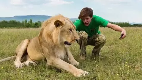 AI Video from prompt: Lion advances threateningly toward the human, a 