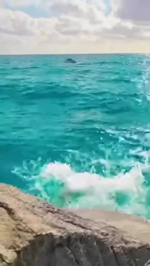 AI Video from prompt: Three cats came to the sea and jumped into the s