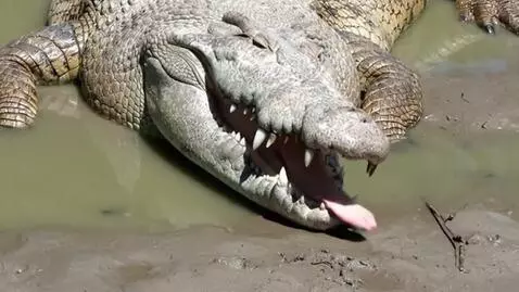 AI Video from prompt: Crocodile are licking on the mud