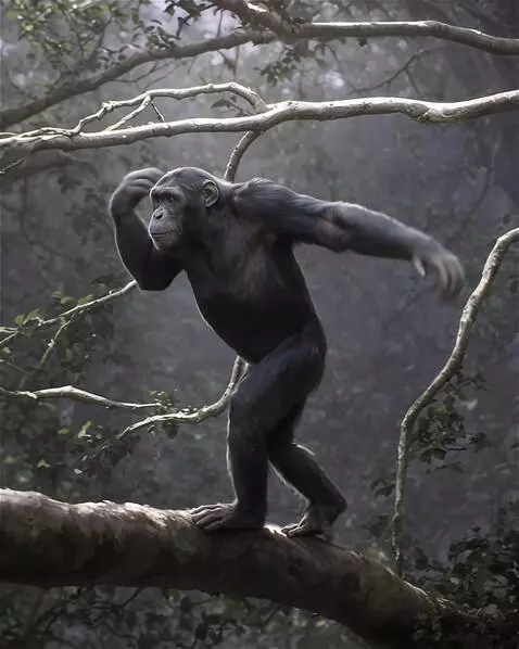 AI Video from prompt: The primate is moving