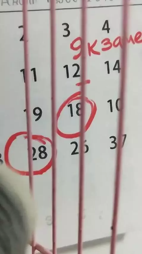 AI Video from prompt: These two parrots look at the calendar and then 