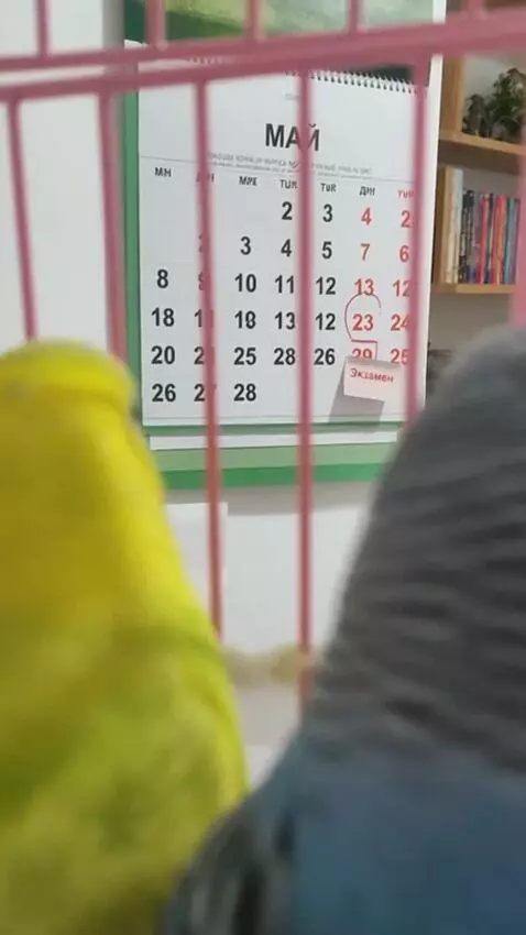 AI Video from prompt: These two parrots look at the calendar and then 