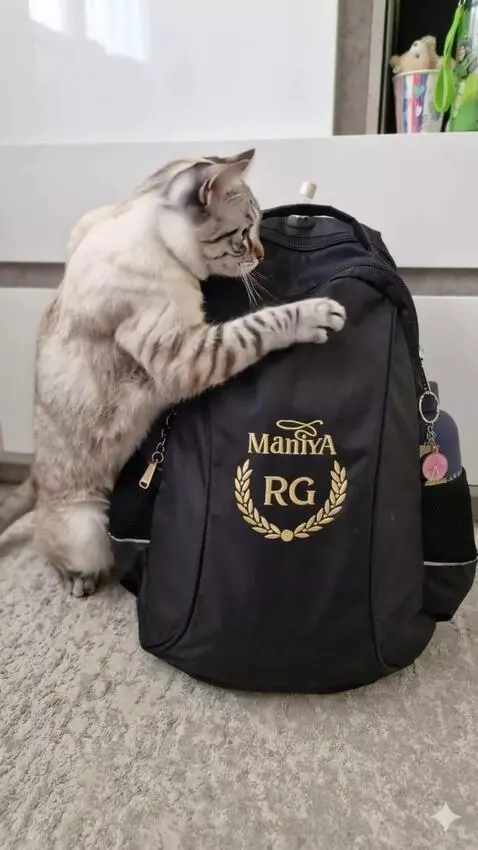 AI Video from prompt: The cat puts on a backpack