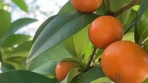 AI Video from prompt: Documentary botanical footage of a tropical plan