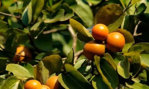 AI Video from prompt: Documentary botanical footage of a tropical plan