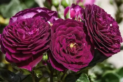 AI Video from prompt: the wind blows on the roses