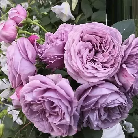 AI Video from prompt: the wind blows on the roses