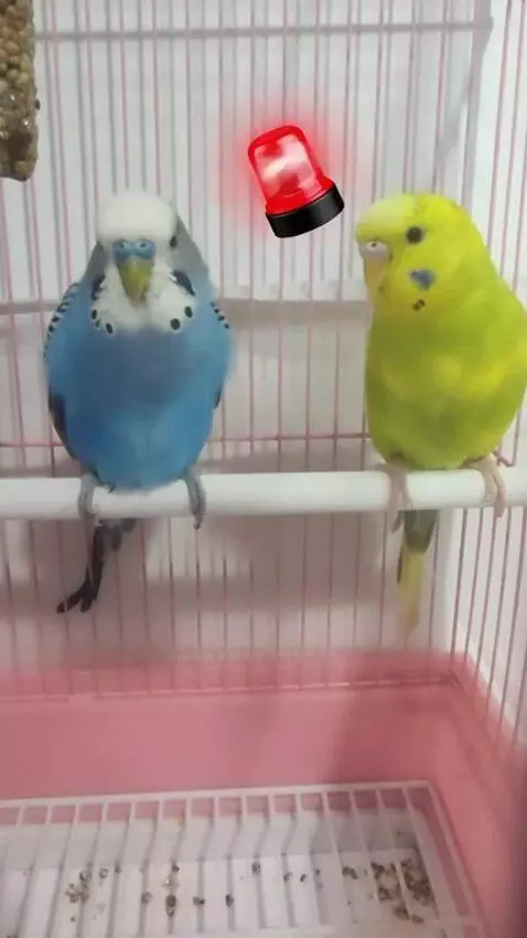 AI Video from prompt: The blue parrot says, "I'm going to fart now," t