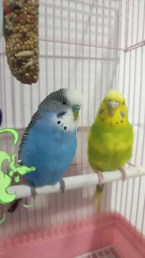 AI Video from prompt: This parrot says, "I'm going to fart now," then 