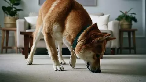 AI Video from prompt: dog  passes out after smelling foot