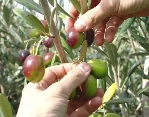 AI Video from prompt: Under the morning sun so bright, Olives shining 