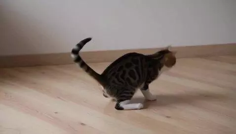 AI Video from prompt: a cat is dancing