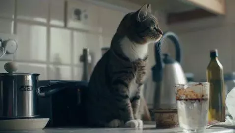 AI Video from prompt: Prompt (на английском):  Scene: A realistic cat 