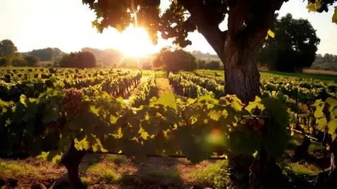 AI Video from prompt: Vineyard in the sun