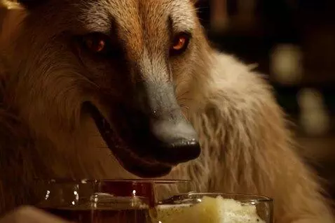 AI Video from prompt: Fox fenech drinks beer