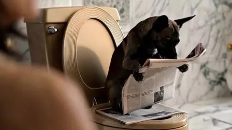 AI Video from prompt: a dog using the toilet while reading a newspaper