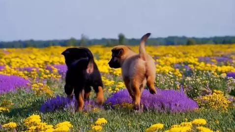 AI Video from prompt: Black and brown brindle puppy playing and frolic
