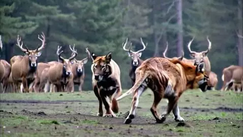 AI Video from prompt: Taiga. In the background a herd of deer grazes, 