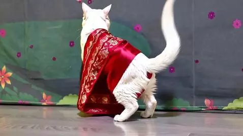 AI Video from prompt: A white cat wears red sari of India dancing Kuch
