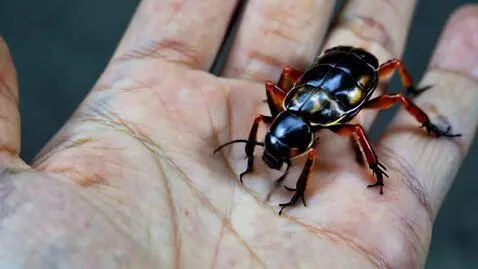 AI Video from prompt: A hercules beetle on a human hand, the beetle wa