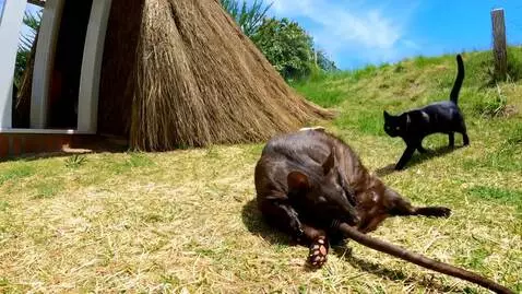 AI Video from prompt: Village house. A black cat jumps on a fat rat, a