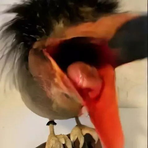 AI Video from prompt: It opens its beak wide and shakes but then explo
