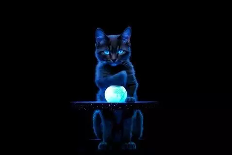 AI Video from prompt: Black kitten sitting on a table and playing with