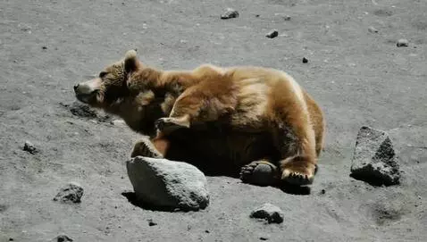 AI Video from prompt: Bear on the moon sun bathing