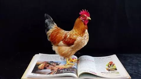 AI Video from prompt: a chicken reading a magazine looks up from the r