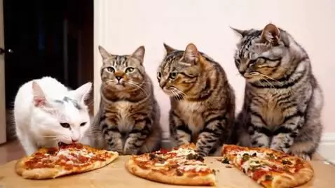 AI Video from prompt: cats eating pizza