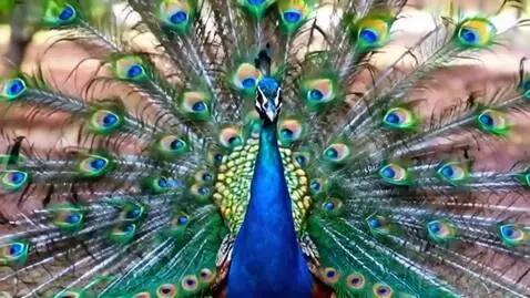 AI Video from prompt: can you make a peacock wink and strut for the la
