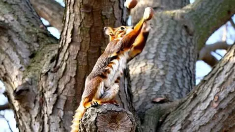 AI Video from prompt: a squirrel in a tree juggling three acorns