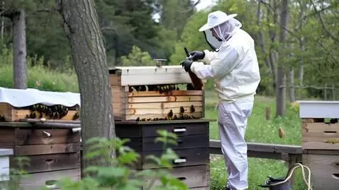 AI Video from prompt: The bee keeper