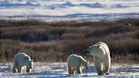 AI Video from prompt: Commercial about California Polar Bears Is A Ext