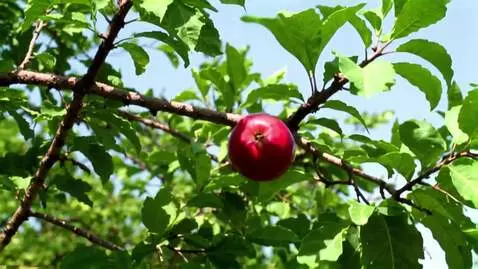 AI Video from prompt: apple fall from the tree