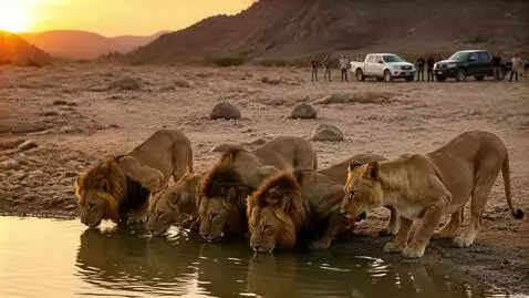 AI Video from prompt: Commercial about La Paz County Savanna Lions  Is