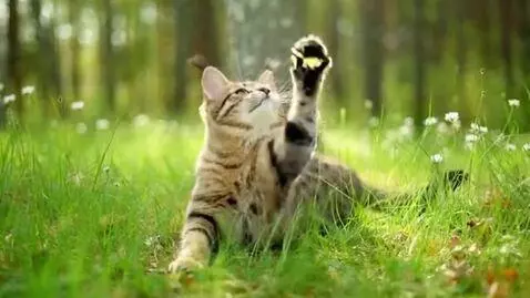 AI Video from prompt: A cat plays with butterflies on a sunny summer d