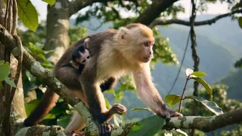 AI Video from prompt: A capuchin mother gently carries her baby throug