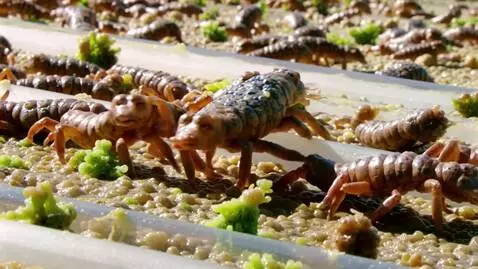 AI Video from prompt: A farm for a large number of  tardigrades. They 