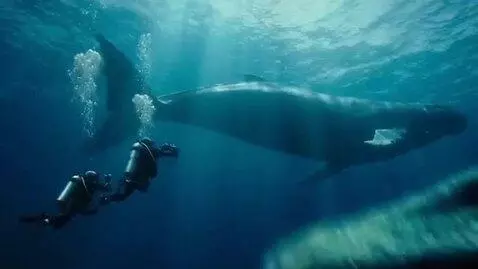 AI Video from prompt: A diving camera shows two divers filming a humpb