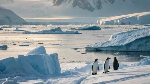 AI Video from prompt: Antarctica, a flock of penguins in the distance 