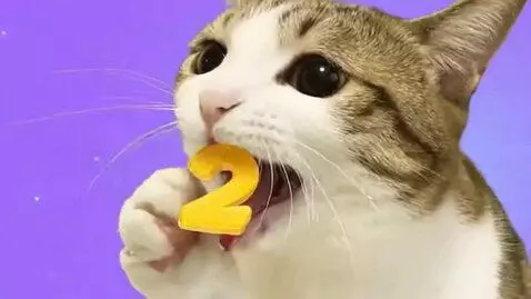 AI Video from prompt: Meowl eats Katwomeal 123 Numbercats 10 the king 